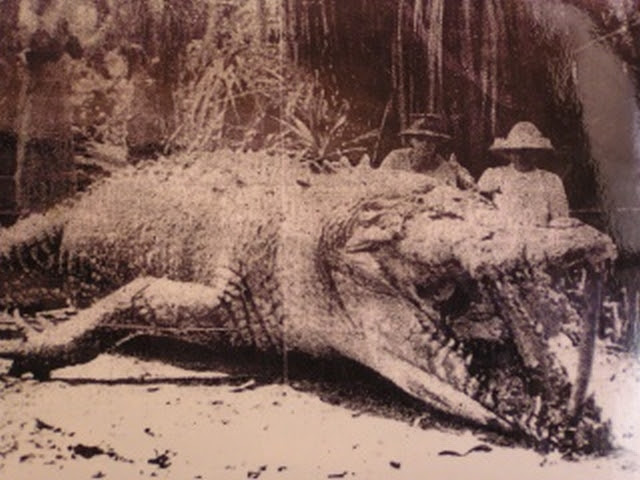 Jungle Alert! Giant Croc in Mindanao  Fire in the Jungle