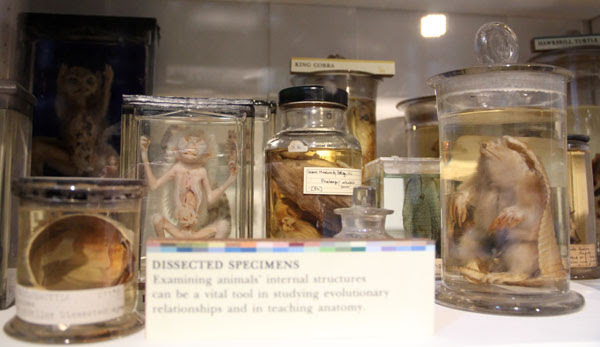 THE GRANT MUSEUM OF ZOOLOGY LONDON