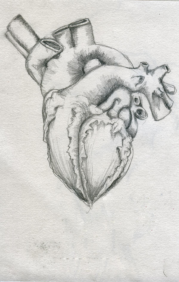 Heart Realistic by manfishinc on DeviantArt