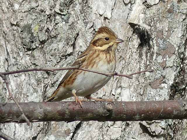 野鳥図鑑 カシラダカ オスとメス