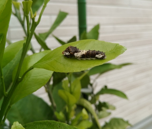 バジルやパセリにつくアオムシ 毛虫駆除 効果的な対策はどれ オイシイ毎日
