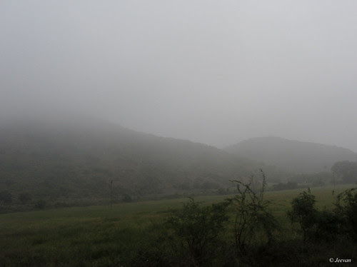 Fog in suburb