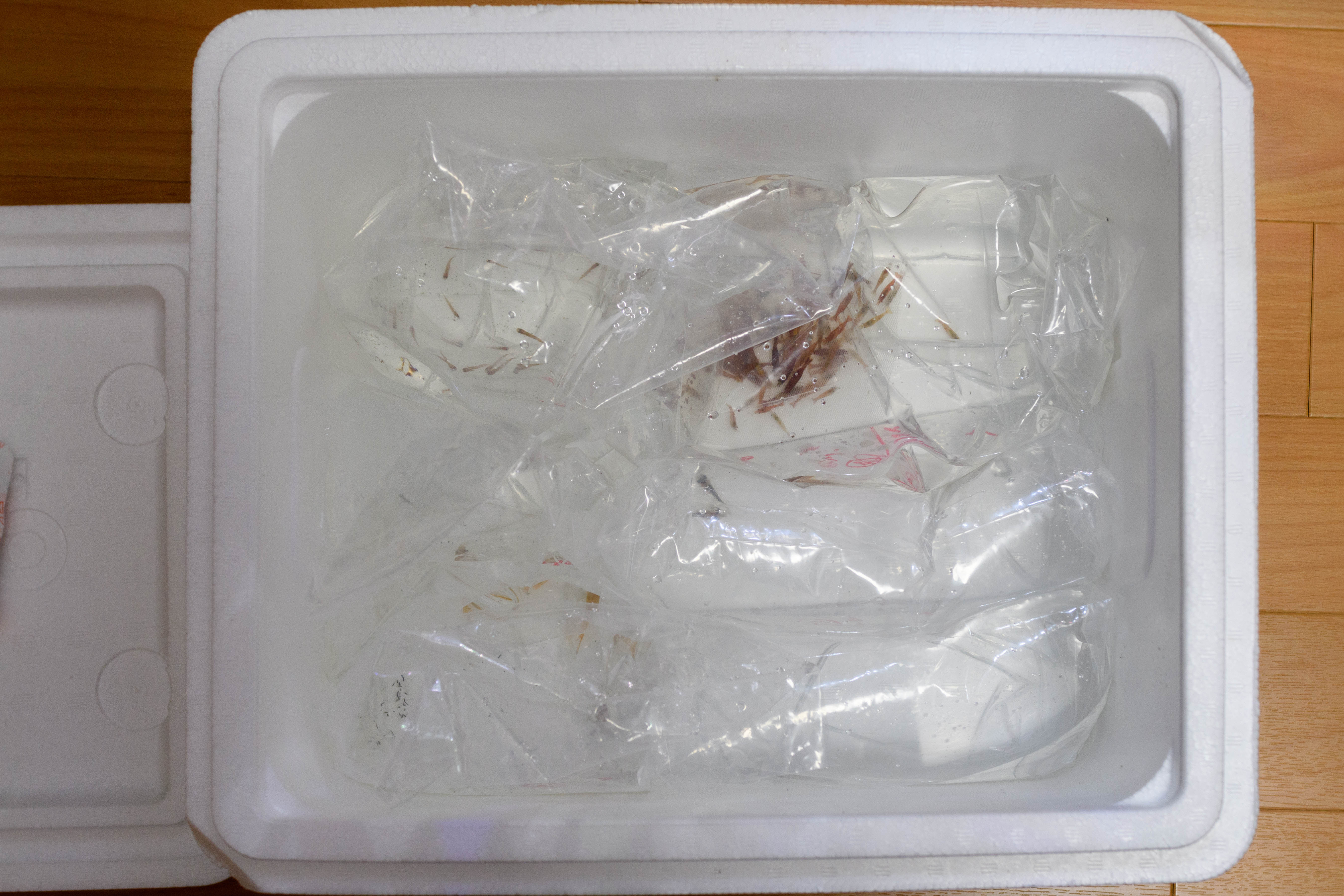 熱帯魚通販フォレストで生体を色々買った Freetimes