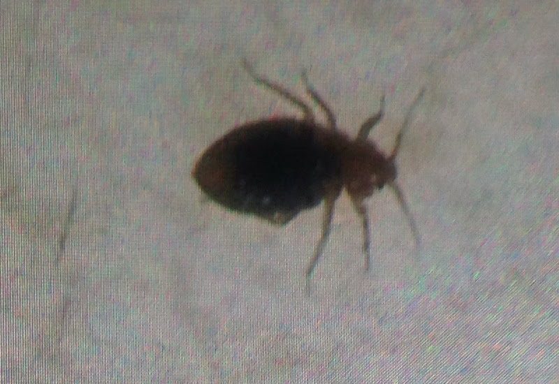 Bed Bug - What's That Bug?