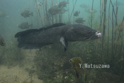 水中で初めて見たライギョ 水の生き物カメラマン 松沢陽士の魚ときどき亀日記