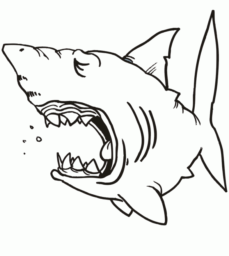hungry shark sketch in pencil  clip art library