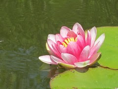 Water Lily