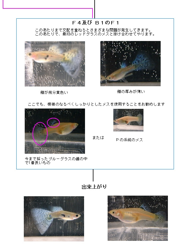 グッピーの交配実践編ブルーグラス作成 グッピーの遺伝 レッドグラスｘブラオあやしい堂