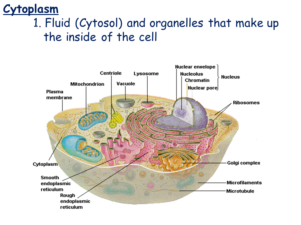 Cell Types and Cell Structure - Presentation Biology