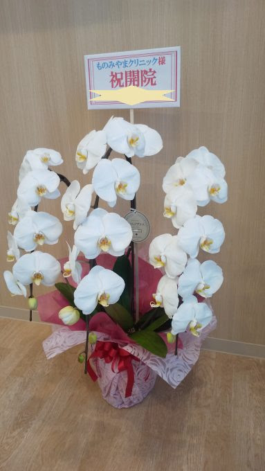 開院祝いに胡蝶蘭 公式 新潟市の花屋 咲 Saki
