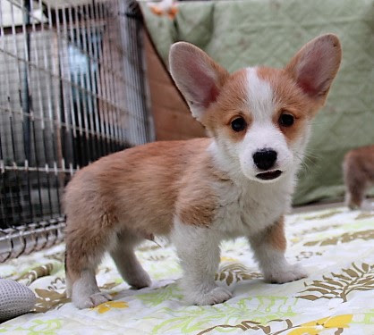 ２018年11月1日生まれの尻尾ありコーギーの子犬 男の子 コーギーのブリーダー レッドファイブ