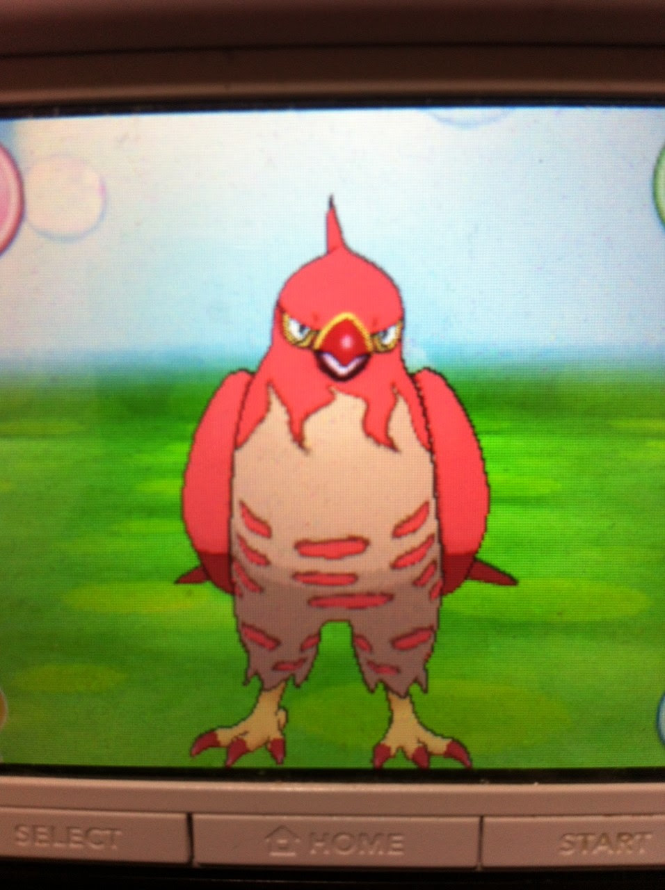 色違いに釘付け ファイアロー Xy