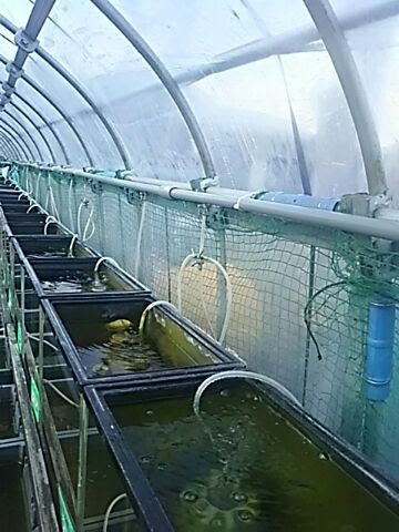 Diyで配管の改善 メダカ日誌
