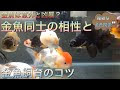 [最も欲しかった] 金魚 が 金魚 を つつく 270150-金魚が金魚をつつく