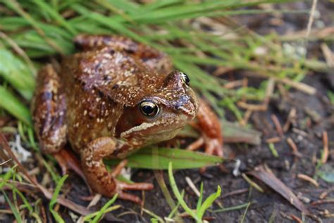 gambar alam hewan margasatwa katak amfibi fauna bertulang