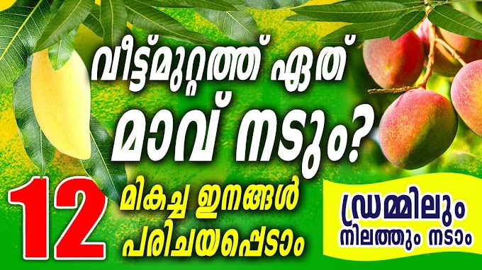 വീട്ടുമുറ്റത്തു ഈ മാവുകളാണ് നടുന്നതെങ്കിൽ ഉപകാരപ്പെടും | Top 12 mango trees to grow in your home 