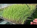 √99以上 玉ねぎ 植え付け方 240308-玉ねぎ植え付け方