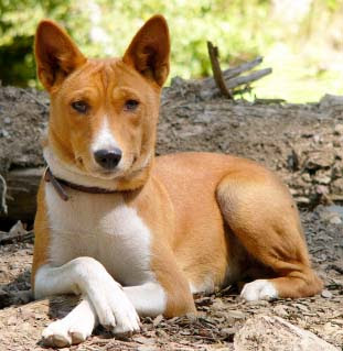 Basenji Curious Dogs