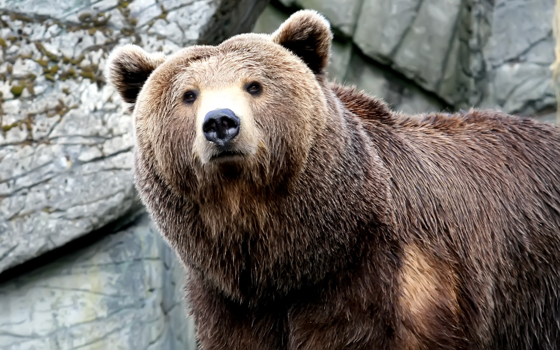 Grizzly Bear Animal