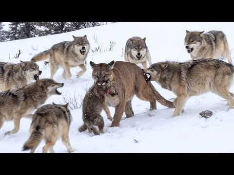 لا يفوتك  صراع العروش في البرية: حينما يواجه "أسد الجبال" غضبة قطيع الذئاب