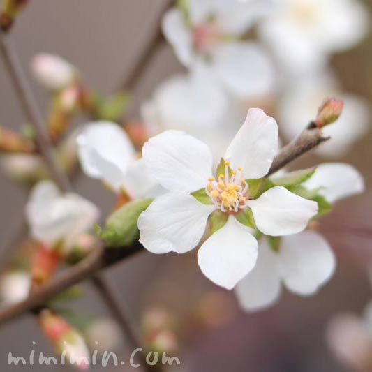 ユスラウメ 梅桃 山桜桃梅 の写真 ユスラウメの花言葉 みみみんブログ
