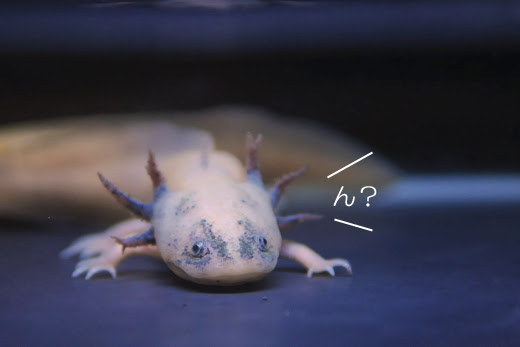 ウ パ ル パ 旧東京タワー水族館 ブログ