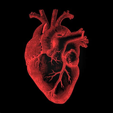 photo human heart anatomical rendering  dark