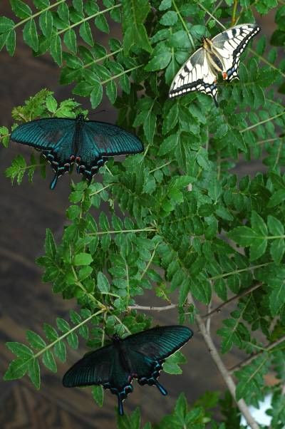 北海道のアゲハチョウ Papilio In Hokkaido その生態と飼育方法について
