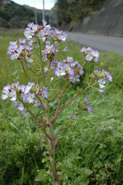 紫の菜の花 草紙庵のきまぐれブログ