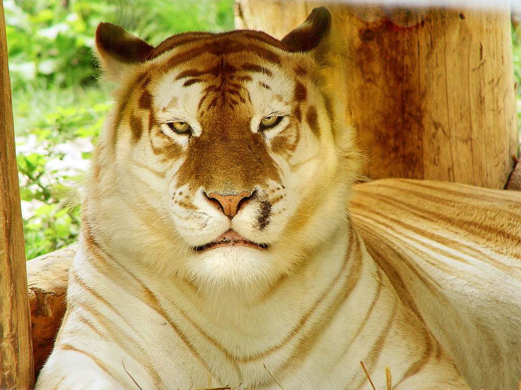 Petition Release The Only Golden Tabby Tigers From Zoos Circus To Their Original Habitat