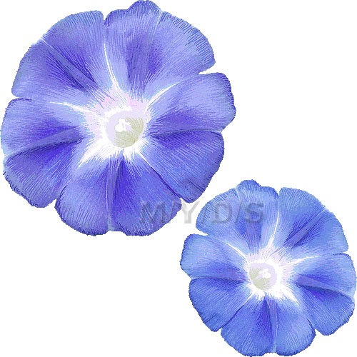 朝顔の花 アサガオの花のイラスト 条件付フリー素材集