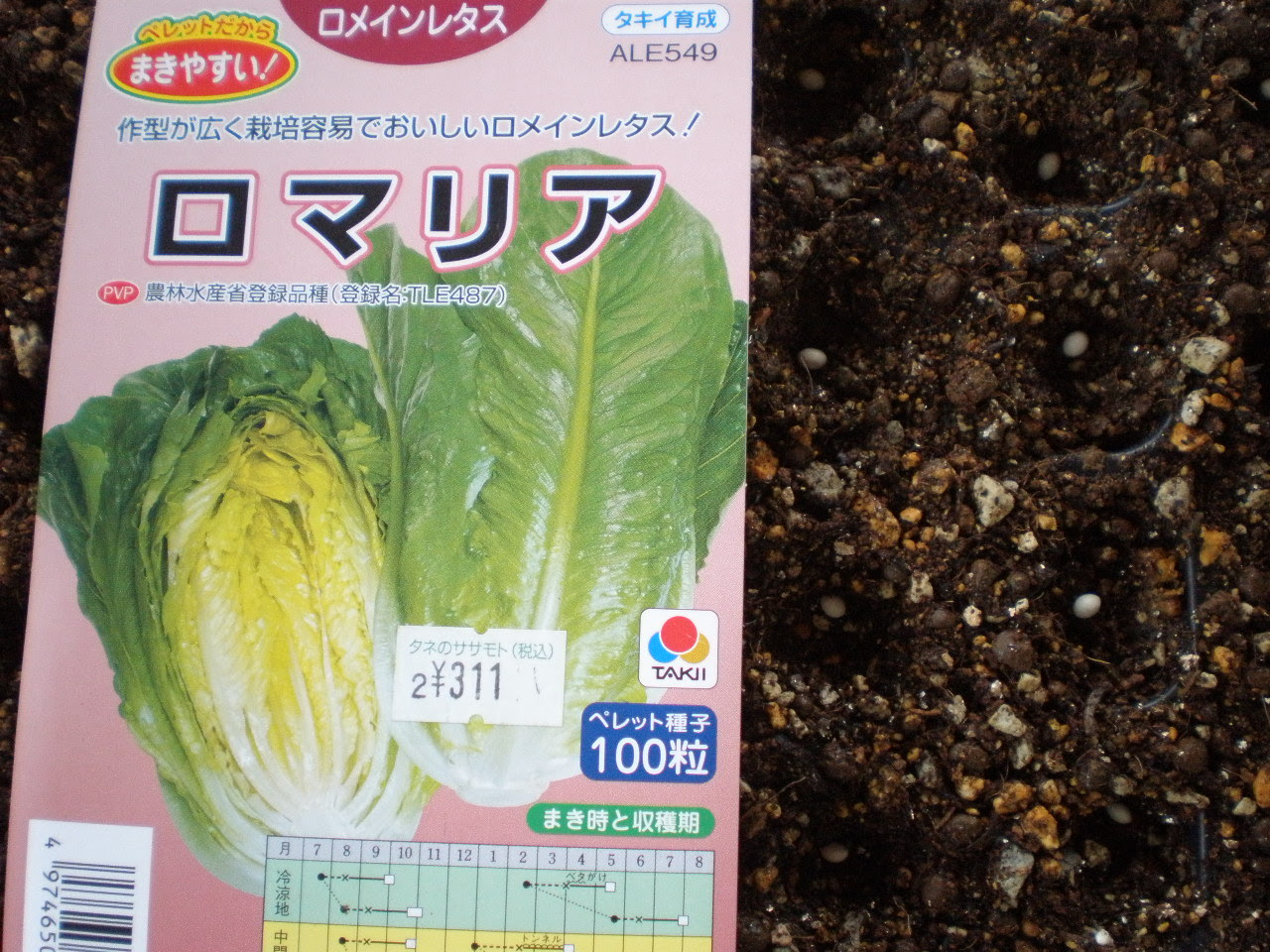 ロメインレタスの種蒔き Oyaziのブログ