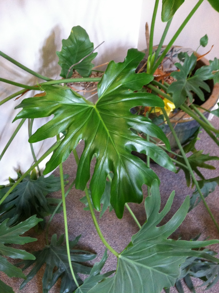 identification - Identify this houseplant with large green ...