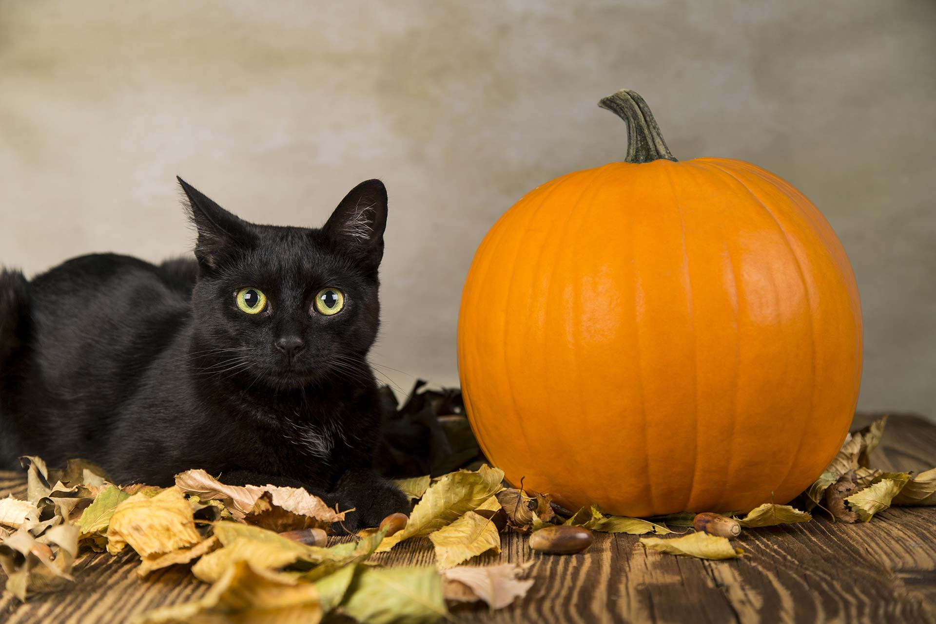 Halloween Pet Safety Tips  My Happy Pets by Vetoquinol