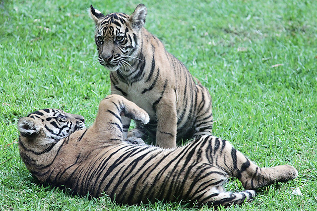 AustraliaZoo24