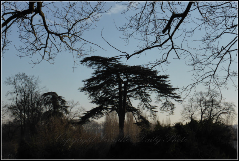 Lebanon Cedar Versailles Petit Trianon