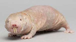RÃ©sultat de recherche d'images pour "RAT-TAUPE NU (HÃTÃROCÃPHALE)"