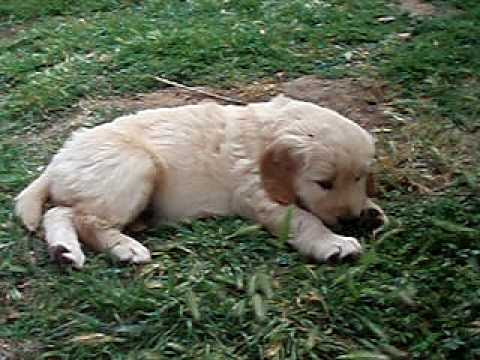 8 week old golden retriever puppy pictures. Golden Retriever Puppies 6