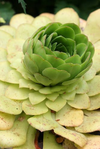 aeonium glandulosum new growth