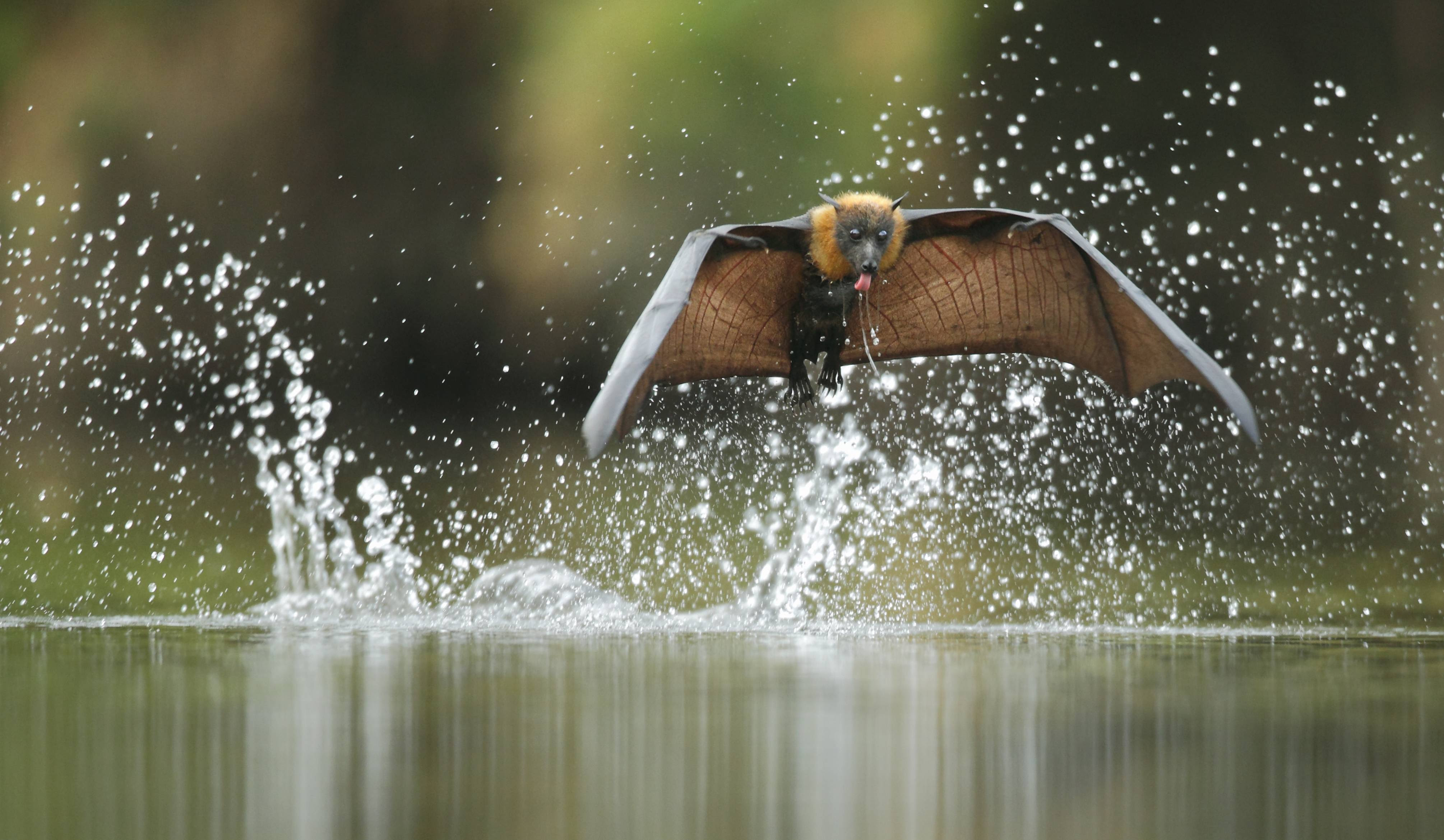 bat over water