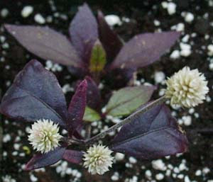 Alternanthera Beautifull Flowers