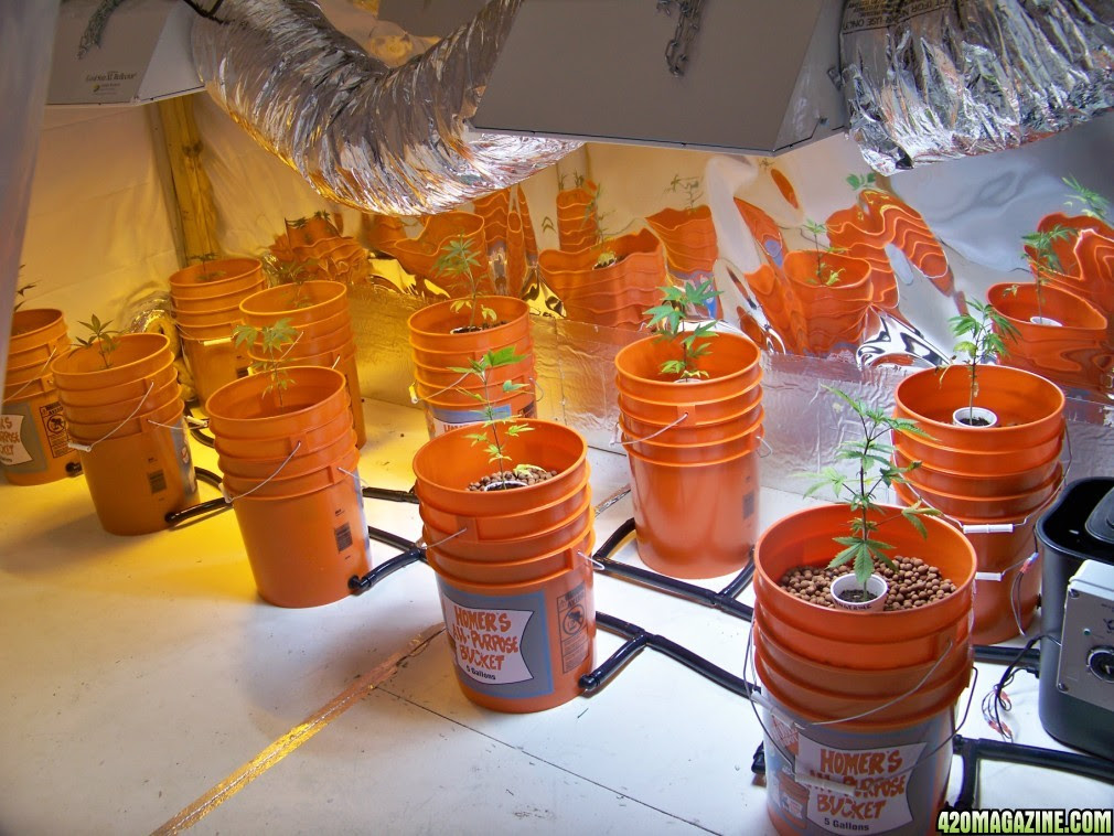 Thread: Greenislands 5 Gallon Hydro Drip System