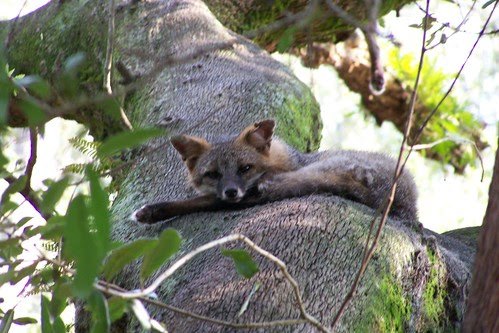 Silver Fox in tree