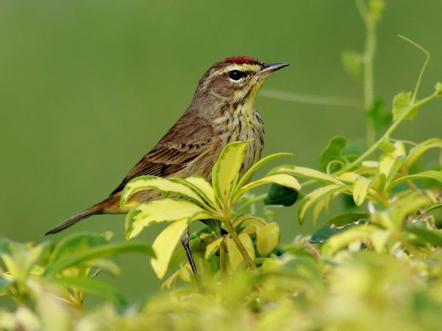 Palm Warbler 20120312
