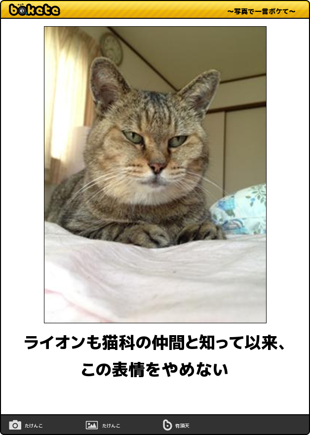 日常を100倍も楽しくする 秒殺で笑える 猫ちゃんのおもしろbokete 21選 猫の総合情報サイト ペットスマイルニュースforネコちゃん