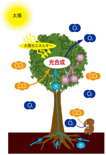生物多様性 生物多様性とは 生物界における植物の役割 筑波実験植物園 つくば植物園 Tsukuba Botanical Garden