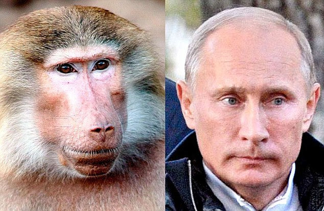 Going ape: Re-elected Russian president Vladimir Putin is a vote-swinger