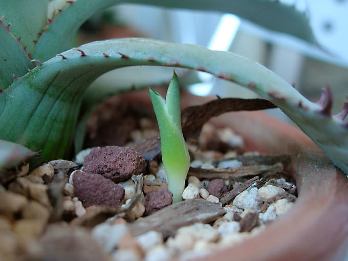 ランナーを出すアガベ 屈原の舞扇 緑町のウェブ屋 多肉植物と球根 着生植物のベランダガーデン 跡地