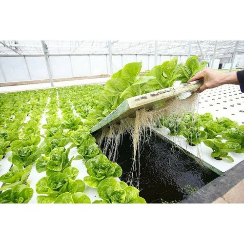 Xps Floating Rafts Foam Board Hydroponic Aquaponic Growing System Dwc System Buy Dwc System Hydroponic Aquaponic Growing System Xps Floating Rafts Foam Board Product On Alibaba Com