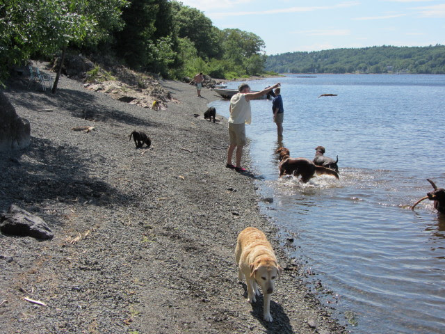 6 Labs and a Golden Retriver